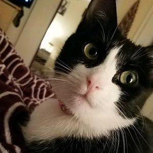 Meet your Posher, Morgan